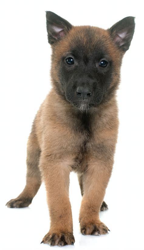 belgian malinois for sale in dallas texas|belgian malinois puppies for sale in texas.